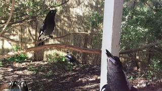 Magpie & Currawong Duet