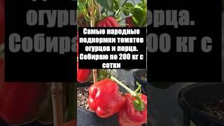Самые народные подкормки томатов огурцов и перца. Собираю по 200 кг с сотки #огород #сад #урожай