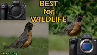 Nikon Z6 III vs Sony A7S III For Wildlife (600mm vs 200-600mm)