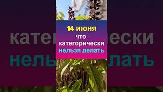 14 июня народный праздник Устинов день. Что нельзя делать. Народные приметы, традиции и обряды