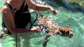 Swimming with baby Jaguars