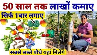 एक बार लगाए 50साल तकलाखों कमाए Best mango Variety | mango farming | apple ber ki kheti |gehu kheti