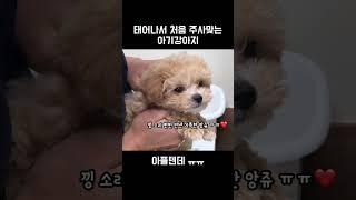 태어나서 처음 주사맞는 아기강아지ㅠㅠ️ #shorts