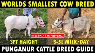 Punganur Cow Farming | World's Smallest Cow Breed | Dwarf Cattle Breed