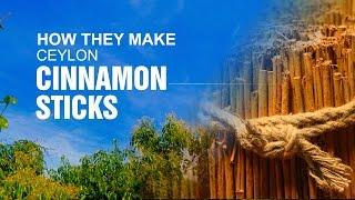 How they make Ceylon Cinnamon sticks