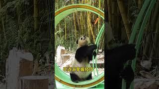 国庆的生日礼物让熊不知所措一天，但也就一天～ #panda #pandachina #giantpanda #大熊猫 #熊猫 #大熊猫国庆 #熊猫宝宝 #cutepandas #国宝熊猫 #国宝大熊猫