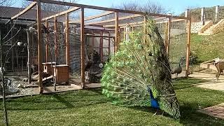 Pawie indyjskie. Indian peacocks (Pavo cristatus) - sezon lęgowy 2023 rozpoczęty.