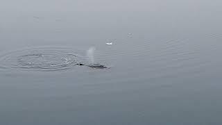 Raw & Unfiltered: Whales & Penguins in Glassy Antarctica! ️