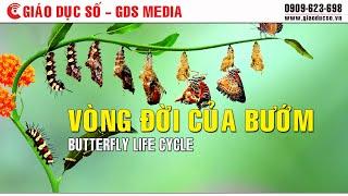 Vòng đời của bướm