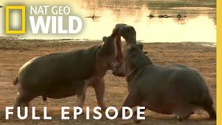 Warthogs, Hippos, Badgers (Full Episode) | Animal Fight Night