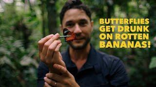 Rainforest Butterflies LOVE rotten bananas! (and get drunk!?)