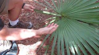 How to Make Natural Cordage in Minutes in Florida