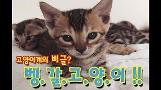 고양이계의 비글?!  벵갈고양이!