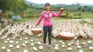 Full Video 30 Days Build Nest For Ducks To Lay Eggs, Harvest Ducks Eggs Go To Market Sell