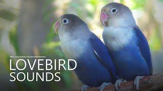 Lovebirds Chirping Sounds - Two Violet Fischers - Calm and Constant Sounds