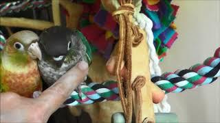 Chica and Azul Baby Green Cheek Conures