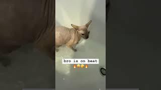 Funny animal videos I found on Instagram and Tiktok #shorts #funnyanimals #cat #funnypets #funny