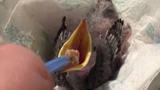 Feeding Baby Starling