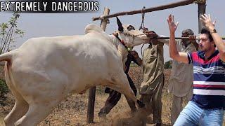 Mirwal Home Visits - Dangerous Bulls - Fateh Jang Bulls 2024 - Cow Mandi 2024 -Bakra Mandi 2024