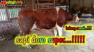 SAPI DORO SUPER #sapisuper #sapibrangus #sapisuperjumbo #shortvideo #ternak #cow #sapibrahman #fyp