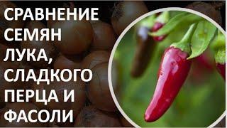 18. Сравнение семян лука, сладкого перца и фасоли