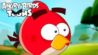 Angry Birds Toons Season 1 | Ep. 21 to 25