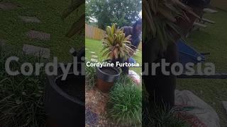 Tropical plant bigger pot #tropical #satisfying #relaxing #diy #gardening #gardeningtips #cordyline
