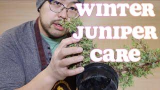 Bonsai For Beginners Ep 2: Juniper Winter Care. Don't bring it indoors!