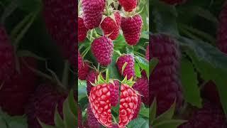 ITS,SOO SWEET!RASPBERRY!#FOR YOU#FUN PLAY#GOOD FOR HEALTH#QA MÀM XÒÌ#SANTTALGI.SUBSCRIBED,LIKE,SHARE