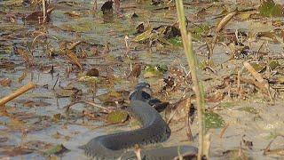 Big grass snake hunting frogs / Grosse Ringelnatter jagt Frösche