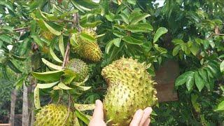 Harvest SOURSOP ripe from tree best time to pick and eat.