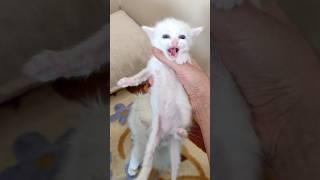 GERÇEK KEDİ SESİ  Merak etmeyen Kedi yok  Cat Meowing