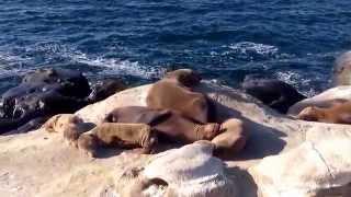 A Seal's Life | La Jolla Cove