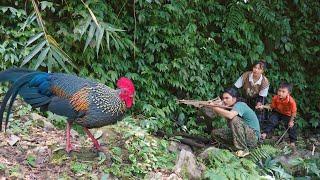 Hunting wild chicken, wild chicken meat is very nutritious for pregnant women