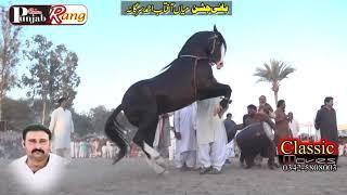Horse Dance Bradg Sargana Kabeerwala / 21-03-2019 / Jashan e Mola Ali as-43