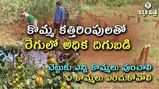 How to Cutting/Pruning Apple Ber Plant | Pruning Time | రేగులో కొమ్మ కత్తిరింపులు | Karshaka Mitra