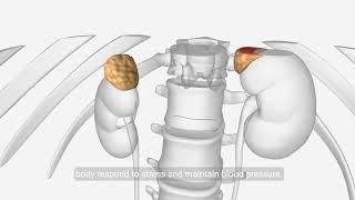Understanding the Endocrine System: Hormones, Diseases, and Health Tips