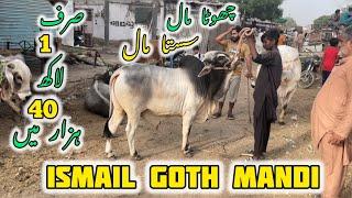 Ismail goth Mandi latest rates update 27-May-2025 | A.N Animal Setup |