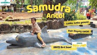 Samudra Ancol Terbaru | Review Info Terlengkap Wisata Lumba-lumba Ancol