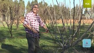 Poda intensiva de la higuera (Intensive pruning of fig tree)