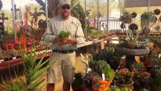 Civano Nursery Succulents