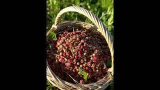 Лесные ягоды самые вкусные #ручнаяработа#лозоплетение#экоматериалы