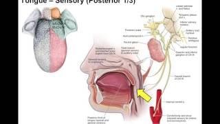 Oral cavity