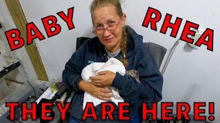 BABY RHEAS HAVE ARRIVED! BIG NEWS! 1000 SUBSCRIBER GIVEAWAY!?