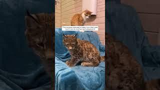 This woman rescued a baby lynx that was lost from its mother and adopted it #animalshorts