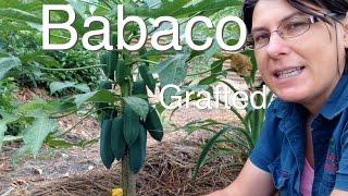 Grafted Babaco Tree - Better in cold Climates in Australia