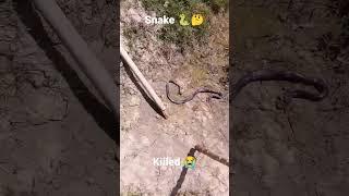 snake killed video/shorts