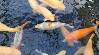 Konishi Koi Farm (Hiroshima) Yonsai+ Becken