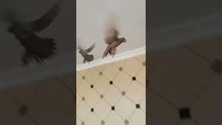 Голубые Узбекиски игровой @