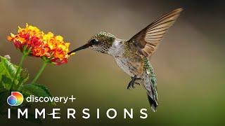 Habitats to Call Home (Slow TV) | discovery+ Immersions